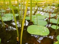 Lotus, water lily with water drop in pound Royalty Free Stock Photo