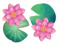 Lotus watercolor illustration. Pink lotus flower with green leaves