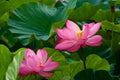 Beautiful ancient lotus flower blooming in the early morning swamp. Royalty Free Stock Photo