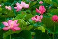 Beautiful ancient lotus flower blooming in the early morning swamp. Royalty Free Stock Photo