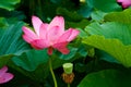 Beautiful ancient lotus flower blooming in the early morning swamp. Royalty Free Stock Photo