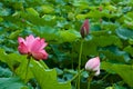 Beautiful ancient lotus flower blooming in the early morning swamp. Royalty Free Stock Photo