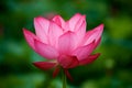 Beautiful ancient lotus flower blooming in the early morning swamp. Royalty Free Stock Photo