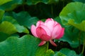 Beautiful ancient lotus flower blooming in the early morning swamp. Royalty Free Stock Photo