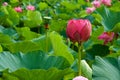 Beautiful ancient lotus flower blooming in the early morning swamp. Royalty Free Stock Photo