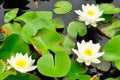 The lotus which have white have the background is the lotus
