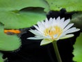 White water lily Royalty Free Stock Photo