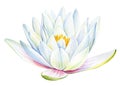 Lotus white flower on an isolated white background, flora watercolor illustration, water lily botanical painting Royalty Free Stock Photo