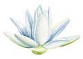 Lotus white flower on an isolated white background, flora watercolor illustration, water lily botanical painting Royalty Free Stock Photo