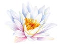 Lotus white flower on an isolated white background, flora watercolor illustration, water lily botanical painting Royalty Free Stock Photo