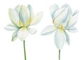 Lotus white flowers on isolated white background, set lotus flower, watercolor illustration, hand drawing flora wedding