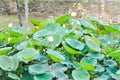 Lotus or white lotus in the pond, Indian Lotus Royalty Free Stock Photo