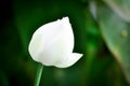 lotus ,white lotus or nucifera gaertn or Nelumbonaceae Royalty Free Stock Photo