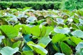 lotus ,white lotus or nucifera gaertn or Nelumbonaceae Royalty Free Stock Photo