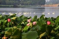 Lotus with white swan in hangzhou west lake Royalty Free Stock Photo