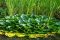 Lotus white water lily leaves group round circle on the lake separate vegetable island floral design