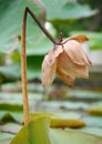 The lotus withered blossom Royalty Free Stock Photo