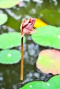 Lotus withered Royalty Free Stock Photo