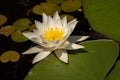 Lotus with yellow polen on dark background floating on water in Royalty Free Stock Photo