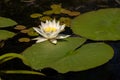 Lotus with yellow polen on dark background floating on water in Royalty Free Stock Photo