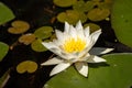 Lotus with yellow polen on dark background floating on water in Royalty Free Stock Photo