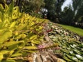 Lotuses in beautiful garden