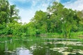 Lotuses blooming in lake