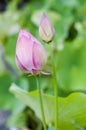 Lotuses before flowering