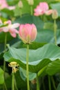 A lotus flower at the beginning of flowering