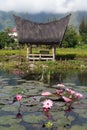 Lotuses and house