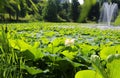 Lotuses in the lake