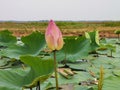 Lotusflower Royalty Free Stock Photo