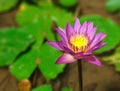 Lotusflower Royalty Free Stock Photo