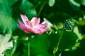 The lotusflower and showerhead close-up Royalty Free Stock Photo