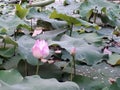 Lotus Royalty Free Stock Photo