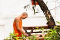 LOUANGPHABANG, LAOS - JANUARY 11, 2017: The monk in the courtyard of the temple prepares food. Copy space for text.