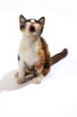 Loud meowing Royalty Free Stock Photo