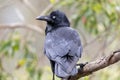 Australian Raven in Victoria, Australia Royalty Free Stock Photo