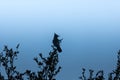 Loud, raucous stellar blue jay perched on oak branches silhouetted in evening twilight