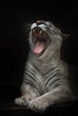 Loud roar of a cougar in the night darkness, a big cat opens wide its huge toothy mouth isolated black Royalty Free Stock Photo