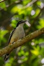 Varied Triller in Queensland Australia