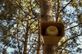 The loudspeaker horn system alert attached to the pine tree in the forest Royalty Free Stock Photo