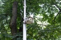 Loudspeaker speaker on a pole in the park Royalty Free Stock Photo