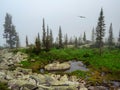 loudy mountain top steep thin forest. Mountains in the grey clouds, green spruce, dark rocks, West Sayans, Russia in summer, magic Royalty Free Stock Photo