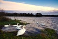 Lough Ennell Swans Royalty Free Stock Photo