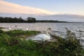 Lough Ennell Swans