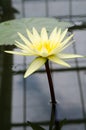 Louis Gold in the pond Royalty Free Stock Photo