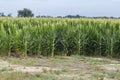 Louisiana New Corn Field in the early spring Royalty Free Stock Photo