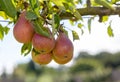 Louise Bonne of Jersey pears