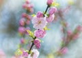 Louiseaniya flowers, colorful spring air background with bokeh Royalty Free Stock Photo